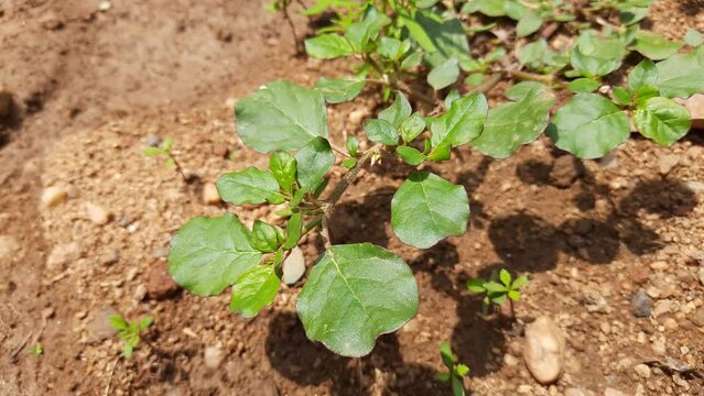 Trianthema portulacastrum plant. This &nbsp;is a species of flowering plant in the&nbsp;ice plant family. It's other names desert horsepurslane, black pigweed. It can easily found in cultivated land.
