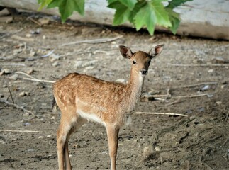 Naklejka na ściany i meble Cute little deer on the farm in nature