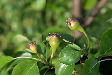 Pear ovaries on tree branch in summer garden