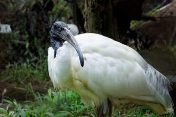 black headed ibis