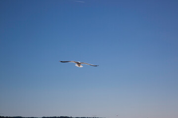 Seagull flying in a blue sky