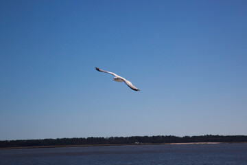 Seagull flying in a blue sky