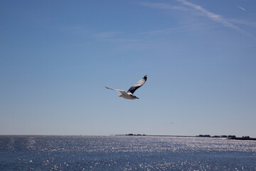 Seagull flying in a blue sky