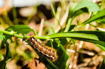 Caterpillars in their natural environment - close up