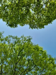 Obraz premium low angle view green trees and blue sky