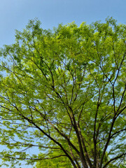 green tree