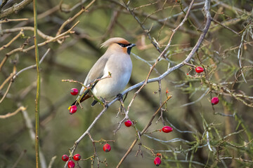 The Bohemian waxwing, Bombycilla garrulus, migratory bird is a rare visitor in the Netherlands