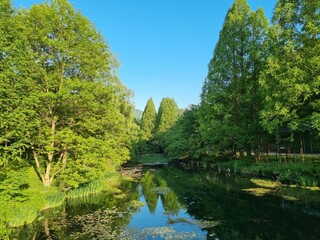 Obraz premium Mirror lake in a dense forest in Seoul Grand Park. Reflective Lake Surrounded by Dense Forest