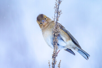 chaffinch female bird, Fringilla coelebs, foraging in snow, beautiful cold Winter setting