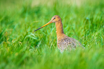 Black-tailed godwit Limosa Limosa foraging in a green meadow