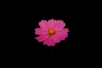 Close up, Single cosmos flower violet color flower blossom blooming isolated on black background for stock photo, houseplant, spring floral