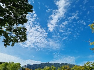Obraz premium sky with trees and clouds