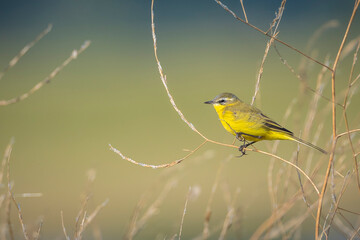 Closeup of a male western yellow wagtail bird Motacilla flava singing