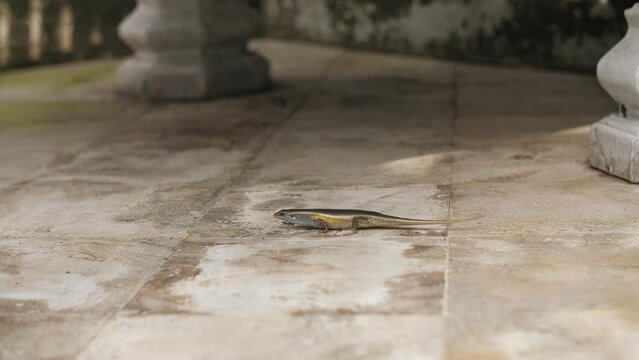 mabuya lizard crawling on tiles