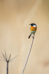 Stonechat, Saxicola rubicola, close-up singing in the morning sun