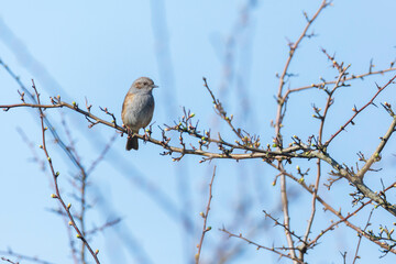 Dunnock Prunella modularis bird singing during Springtime