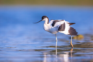 Pied Avocet, Recurvirostra avosetta; parent and chick foraging