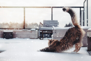 Cute cat in snow on rooftop patio. Sideview of fluffy calico kitty stretching relaxed against the...
