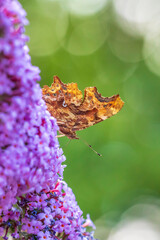 Comma butterfly Polygonia c-album on purple buddlja flowers