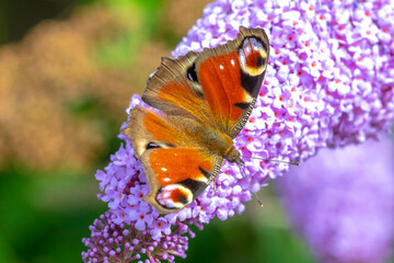 Fototapeta na wymiar Aglais io, peacock butterfly feeding nectar from a purple butterfly-bush in garden.