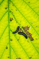 Closeup of a small alder leaf beetle, agelastica alni, caterpillar climbing up on green grass and reeds