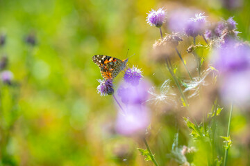 Painted Lady butterfly, Vanessa Cardui, feeding