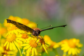 Aglais io, Peacock butterfly feeds on yellow flowers