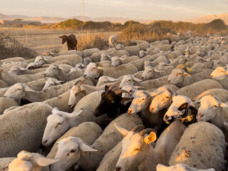 flock of sheep grazing in the field. Group of animals moving