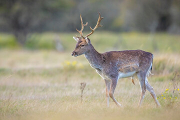 Fallow deer stag Dama Dama in a forest