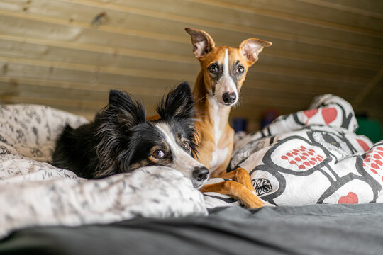 Fototapeta Dwa psy border collie i whippet leżą obok siebie na łóżku w sypialni