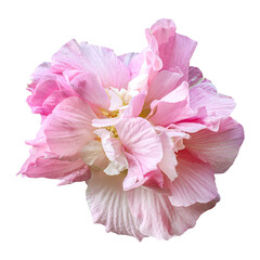 Pink hibiscus mutabilis flower isolated on transparent background  © floralpro