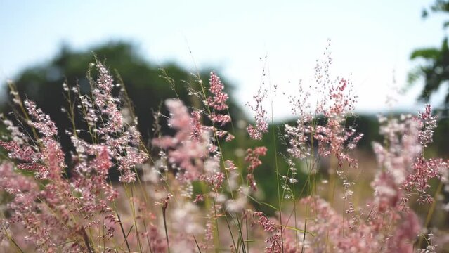 flowers moving in the wind