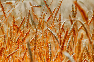 field of wheat