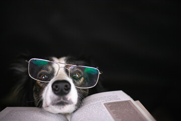 Pies border collie ma założone okulary i czyta książkę - 550901606