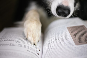 Pies border collie trzyma łapę na książce i czyta - 550901644