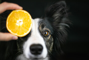 Pomarańcza zakrywa oko psa rasy border collie - obrazy, fototapety, plakaty