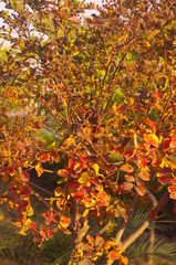 Autumn season beautiful scene