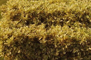 Ligustrum sinensis ‘Swift Creek’ plant1