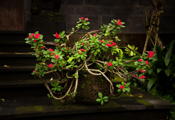 Beautiful plant, euphorbia or spurge, in vase with green leaves red flowers on dark background