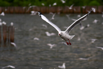 seagull in flight