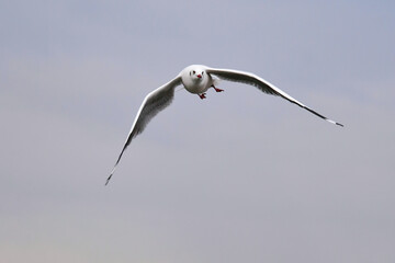 seagull in flight