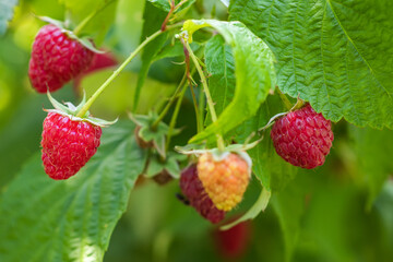 Fresh berries raspberries in a garden close up
