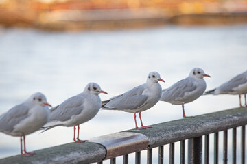 seagull on the pier