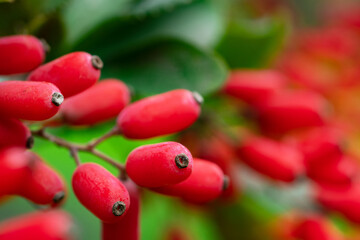 Barberry, Berberis vulgaris, branch with natural fresh ripe red berries background.