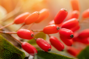 Red barberry berries in the sun in the garden