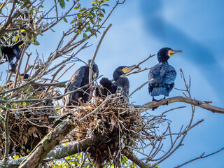 木の上の川鵜の巣
