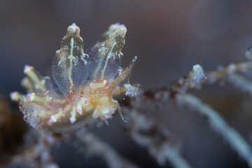 Under Water Sea Slug Photo 