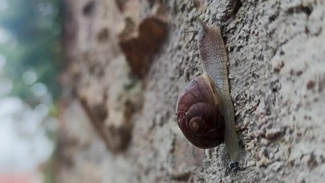 A Snail Crawls on a Wet Stone After Rain. A Snail Crawls Against the Background of a Natral Stone, Macro Photography.