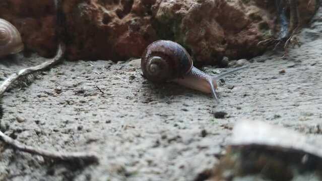 A Snail Crawls on a Wet Stone After Rain. A Snail Crawls Against the Background of a Natral Stone, Macro Photography.