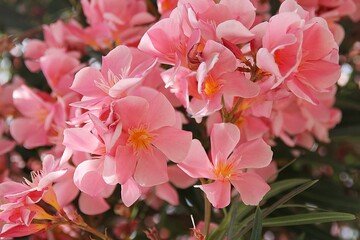 pink oleander flowers, salmon flower petals, large blooming oleander bush, Mediterranean plant,...